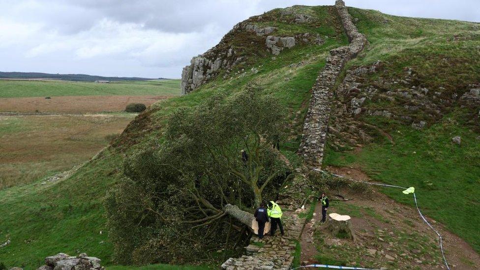 The 300-year-old tree that previously stood in the Sycamore Gap in Hadrian's Wall is seen cut down