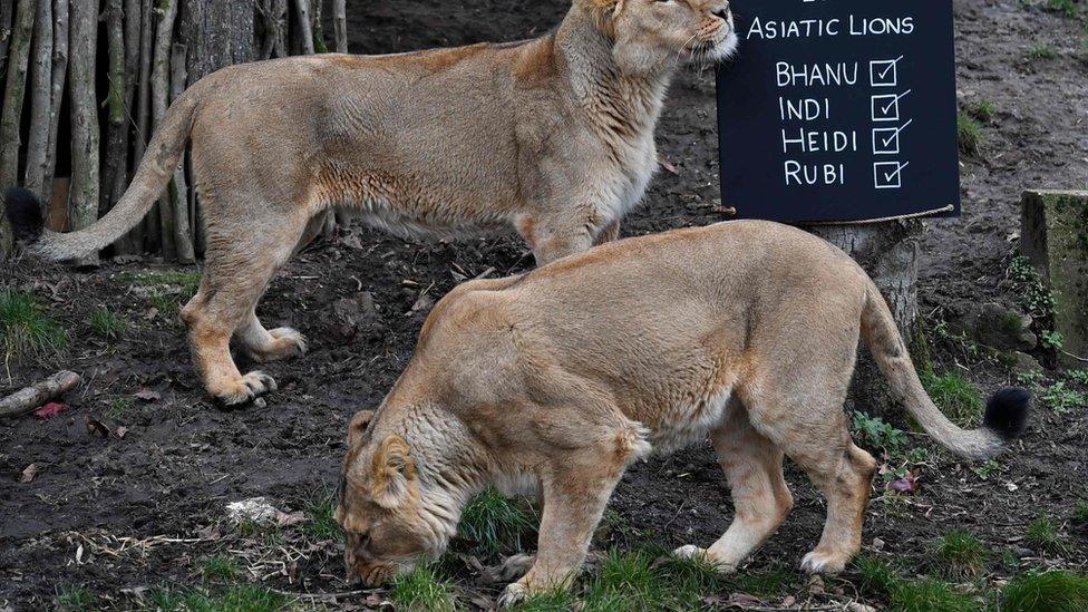 Asiatic lions are seen with a stock take board during the annual stock take at the ZSL London Zoo