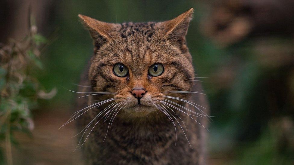 Wildcat (Chester Zoo)