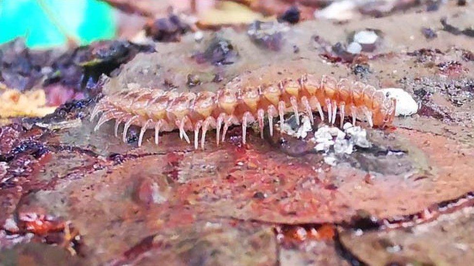 A centipede