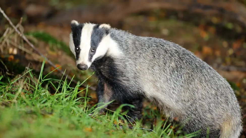 A badger looking directly at the camera in daylight, it has a small head with two black stripes and three white stripes. It is on woodland floor with grass in the foreground.