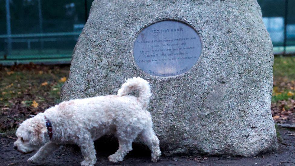 A small white dog walking in front of a large stone with a metal plaque on it, the text is barely visible but the words Herzog Park are spelled out