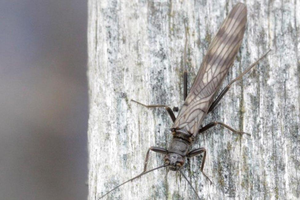 Northern February red stonefly