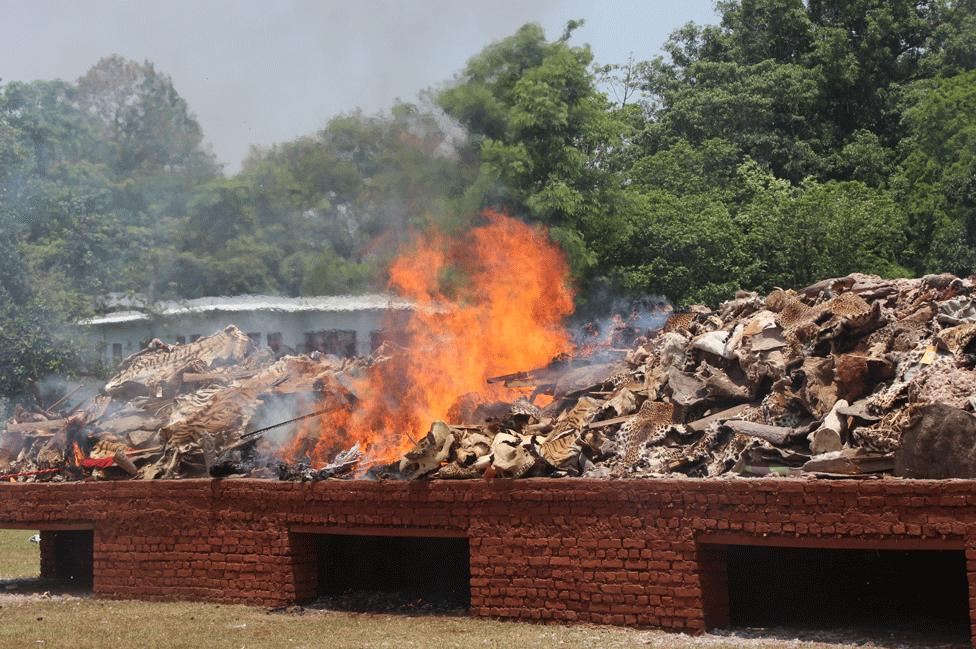 Animal body parts being burnt at Chitwan, 22 May