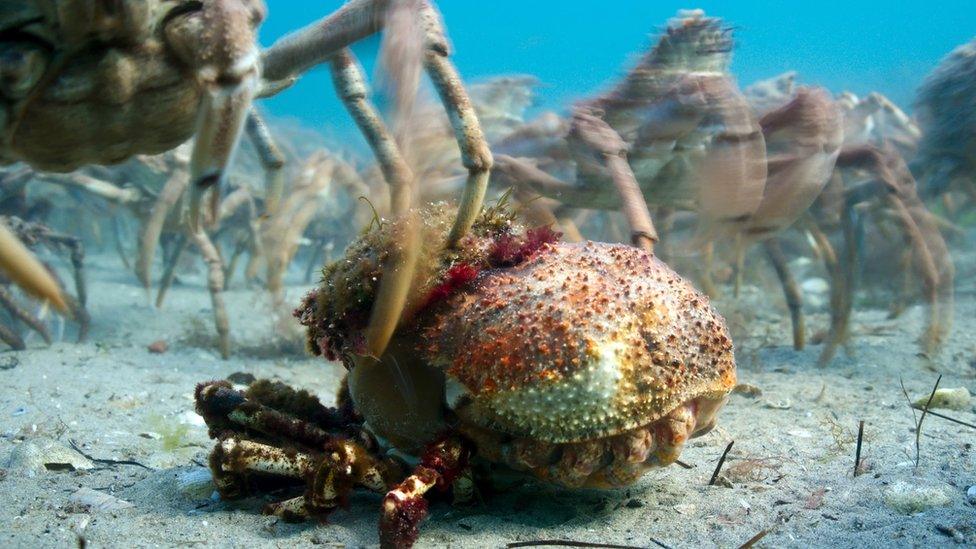 A giant spider crab emerging from the shell it has outgrown.