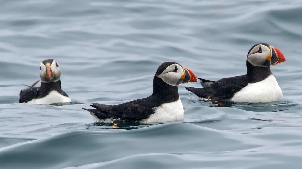 Puffins on the sea