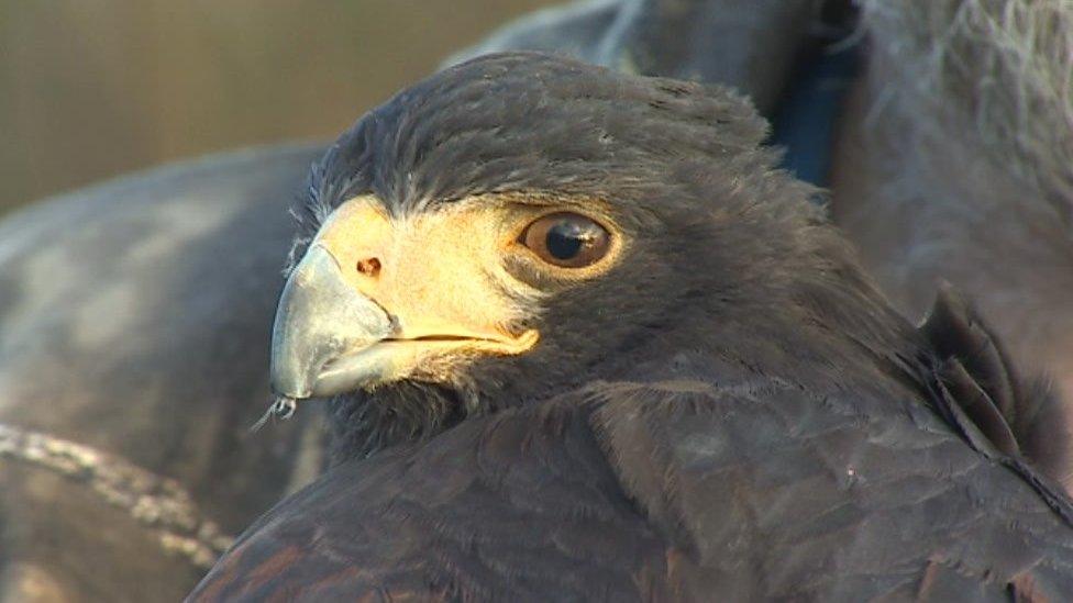 A Harris falcon