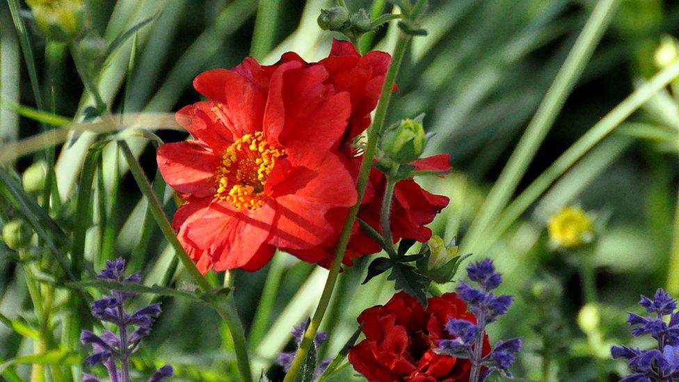 Chelsea Flower Show: Welcome to Yorkshire - God's Own Country - A Garden for Yorkshire