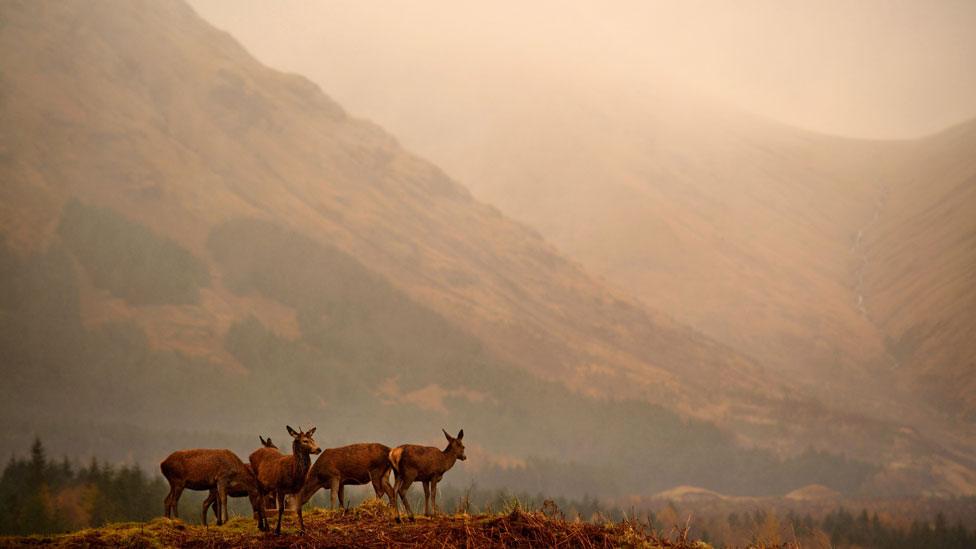 Red deer