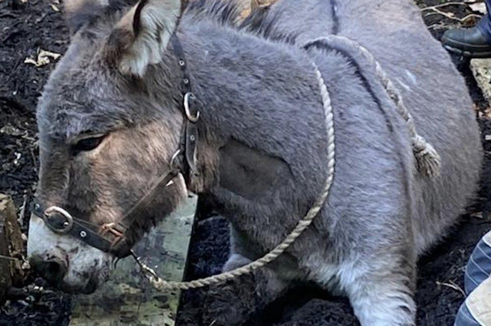 Donkey stuck in mud