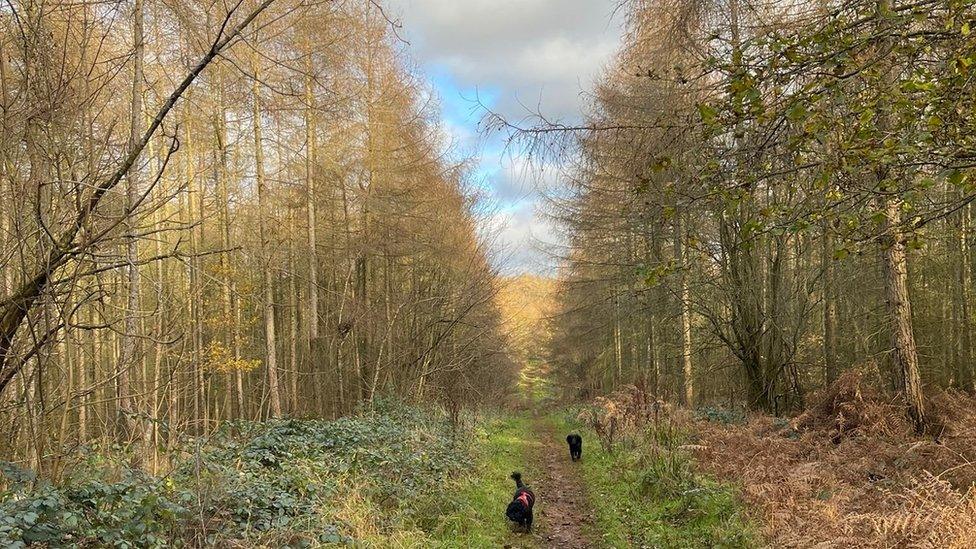 Great Furzefield Wood