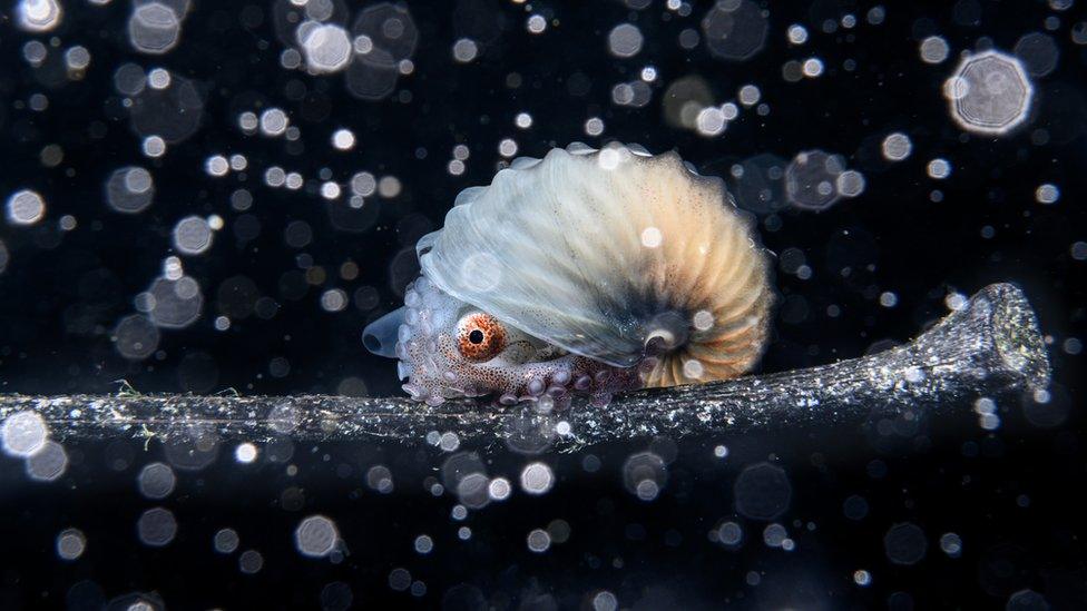 paper nautilus floating on a piece of ocean debris.