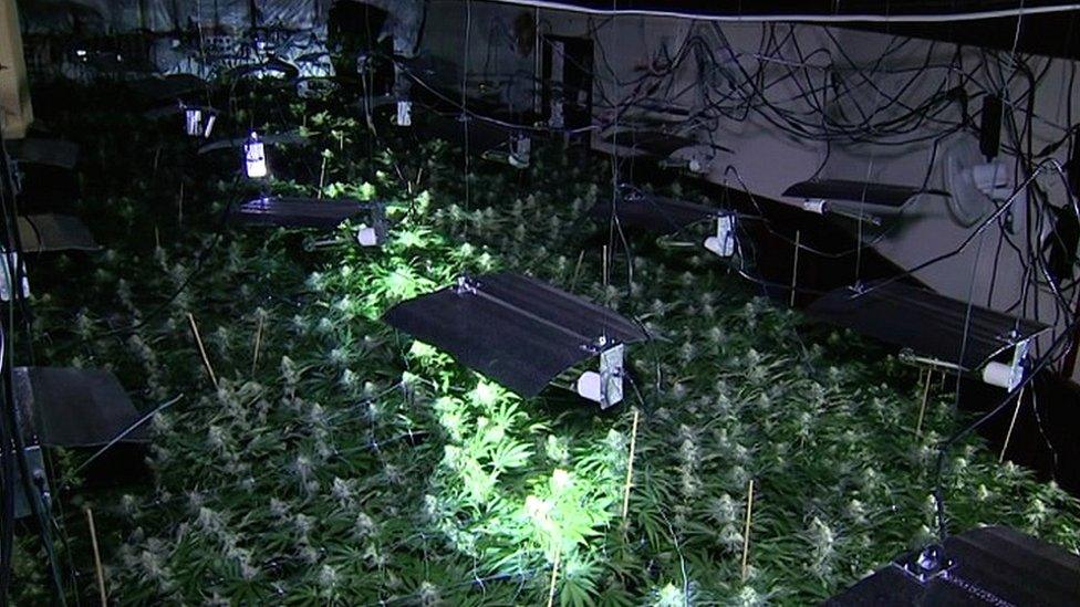 Cannabis factory