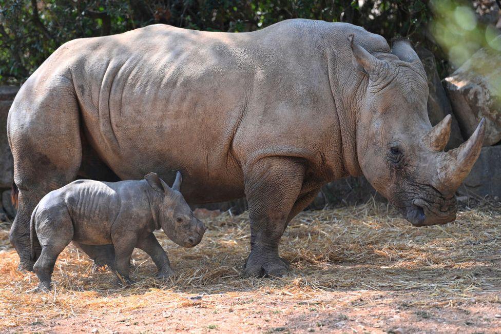 A white rhinoceros calf stands next to its mother Nola at Lunaret Zoo in Montpellier, France July 31, 2024. 