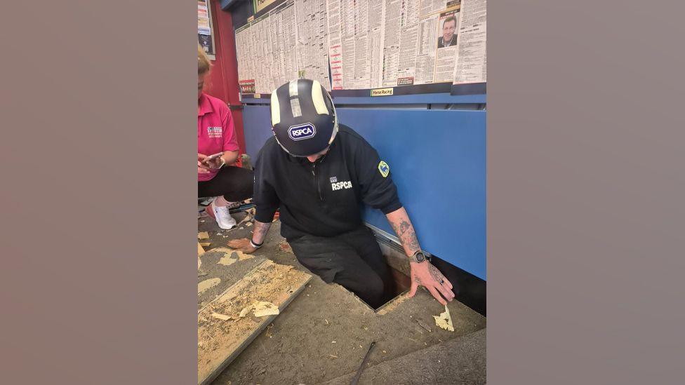 An RSPCA officer us climbing into a hole leading to an old cellar. He is wearing a branded hardhat and black top. A woman in a pink top is crouching beside him