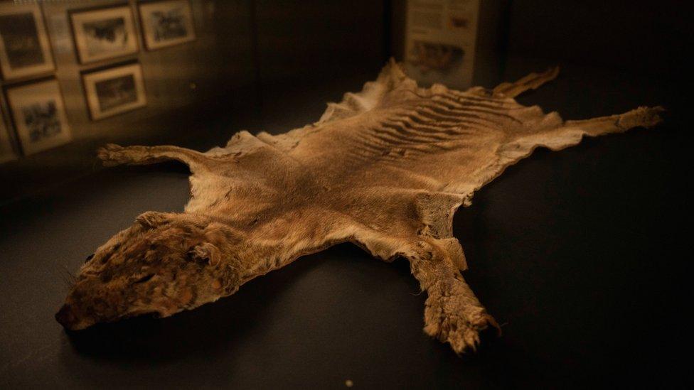 The skin of the last known Tasmanian tiger