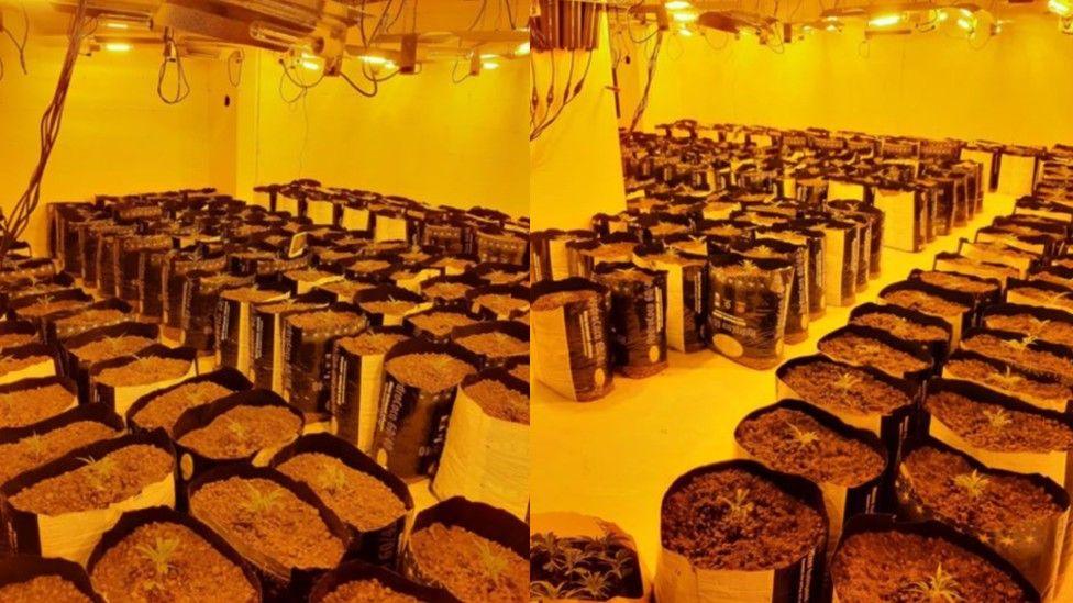 A composite image of hundreds of cannabis plants shown in the former shop. The room is bathed in a yellow light and the plants are in large plastic grow bags. 