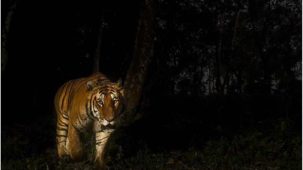 Bengal tiger in the dark.