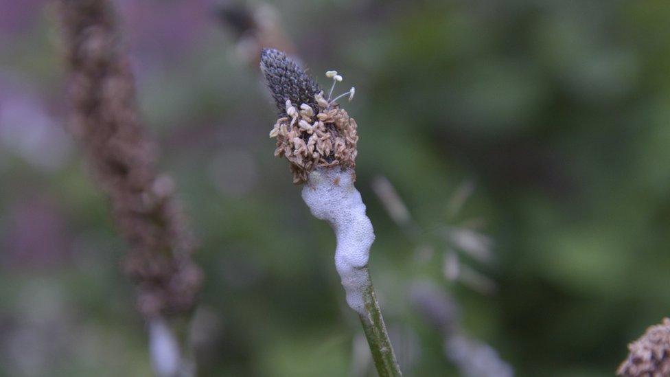 Plant stem with cuckoo sap