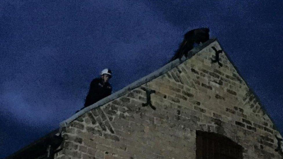 Joshua Flanagan rescuing peacock on roof