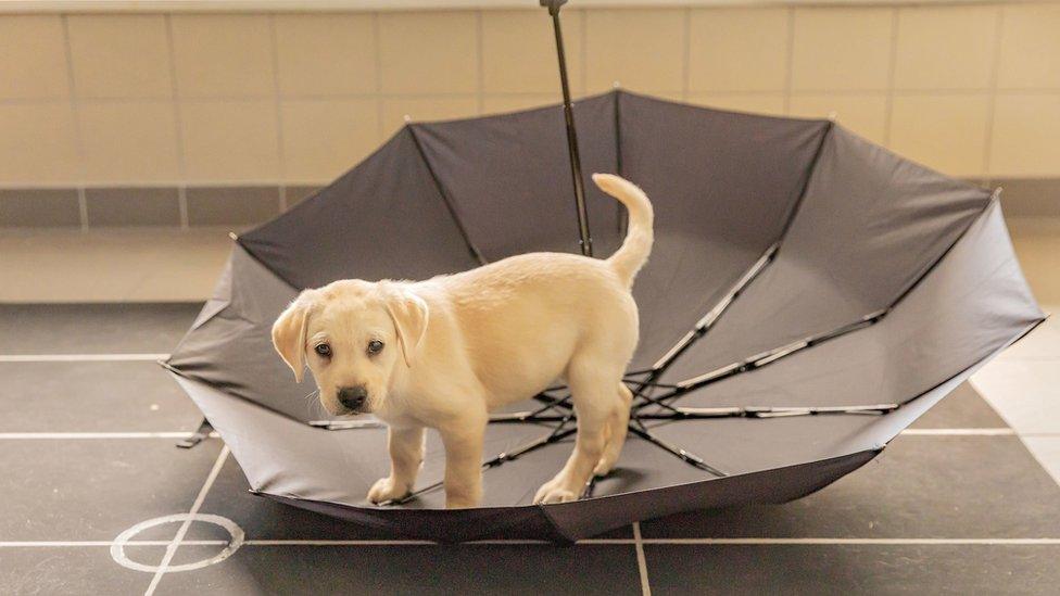 puppy-on-umbrella.