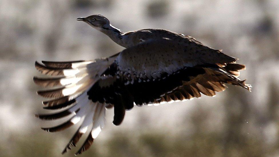 A houbara bustard flying, 9 December 2014