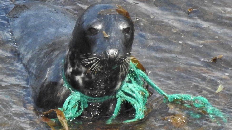 Seal with green trawler net stuck tightly around its neck