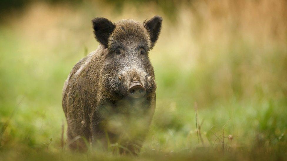 A wild pig