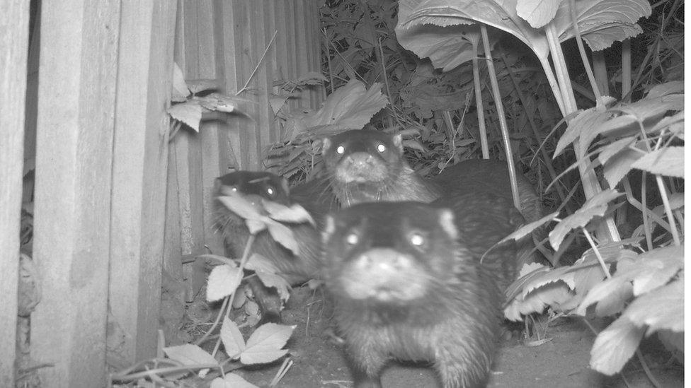 Three otters