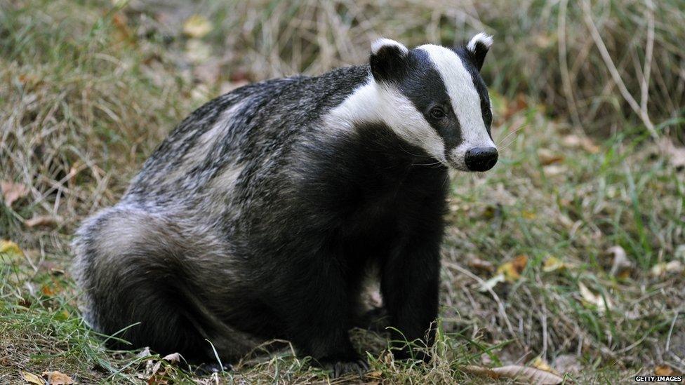 Badger