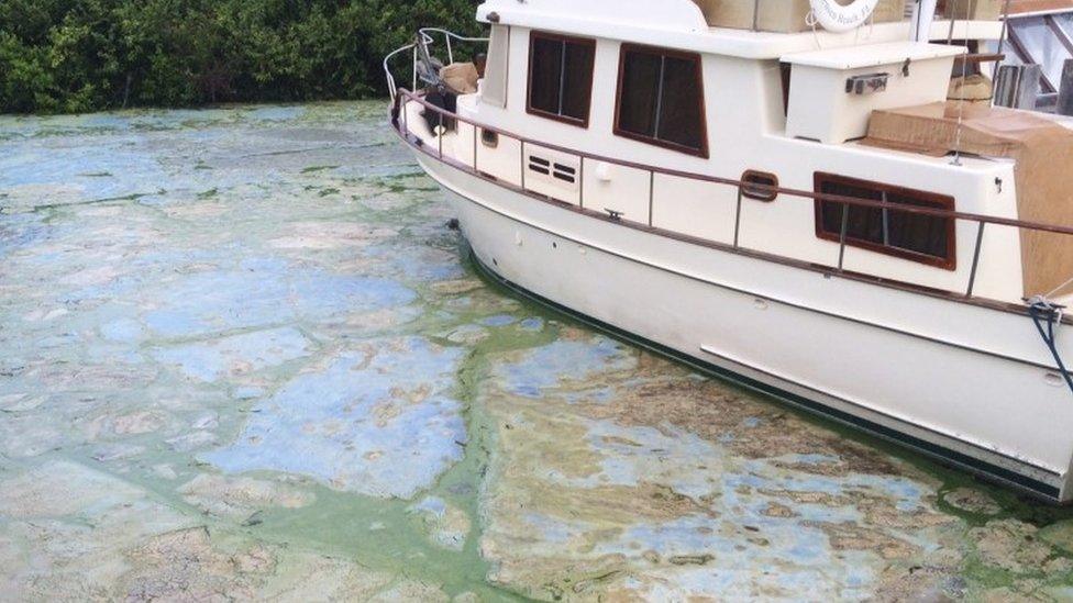 Algae covered water at Stuart"s Central Marine boat docks in Stuart, Florida.