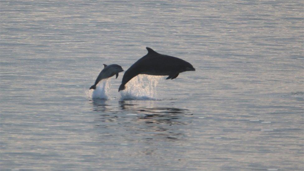 A pod of bottlenose dolphins off the north east coast between Whitley Bay and Cullercoats Bay also seemed to enjoy the sunshine