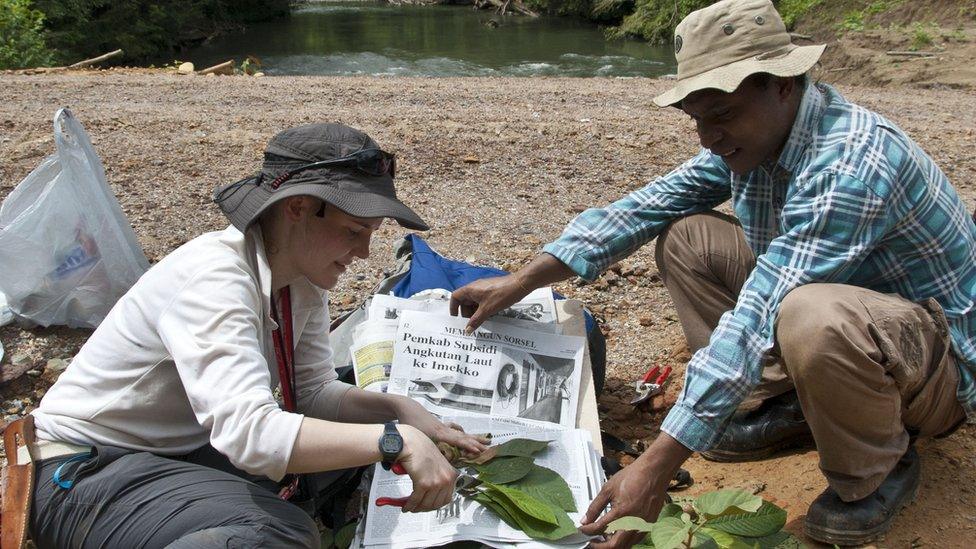 Botanists preparing plant specimens in the Tamrau Mountains