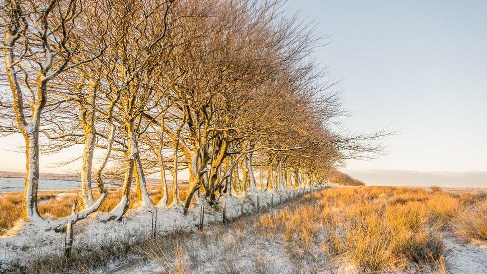 Ice encrusted beech trees in the rising sun, Lucott Cross, Alderman's Barrow Allotment, Exmoor National Park