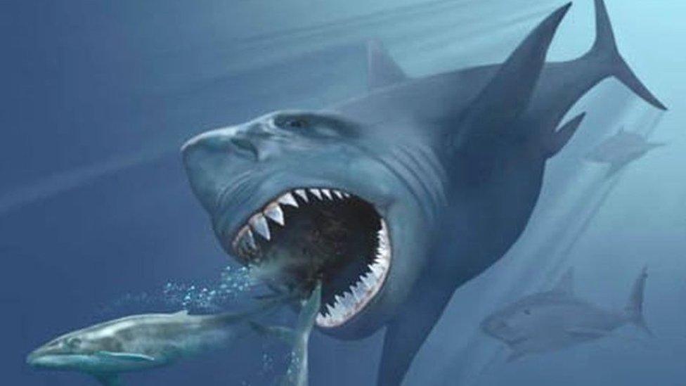 Megalodon