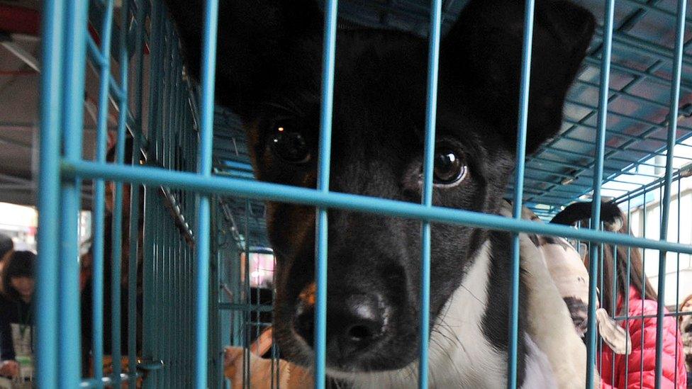 A caged stray dog in Taipei, 6 January 2013