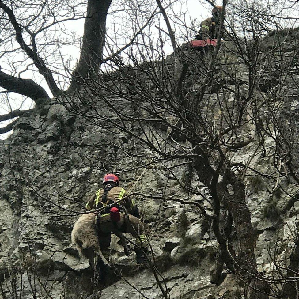 Sheep rescue