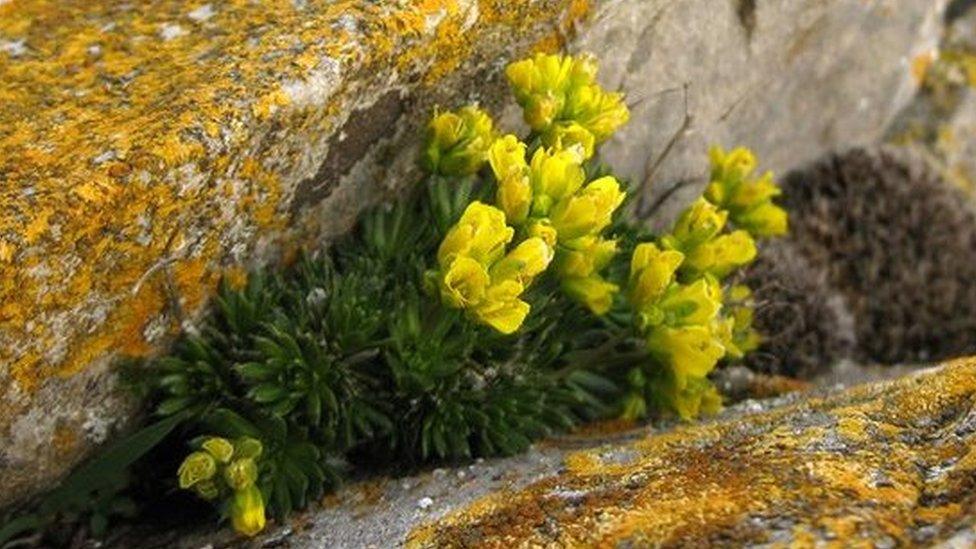 yellow whitlowgrass