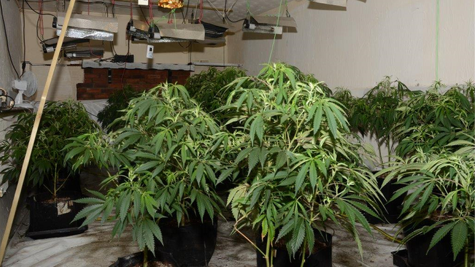 Carrickfergus cannabis factory