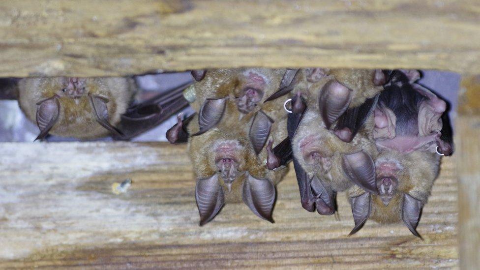 Greater Horseshoe bats hanging upside down from a roof