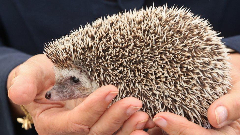 Undated file photo of a hedgehog.