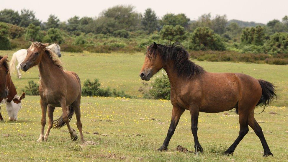 New Forest stallions