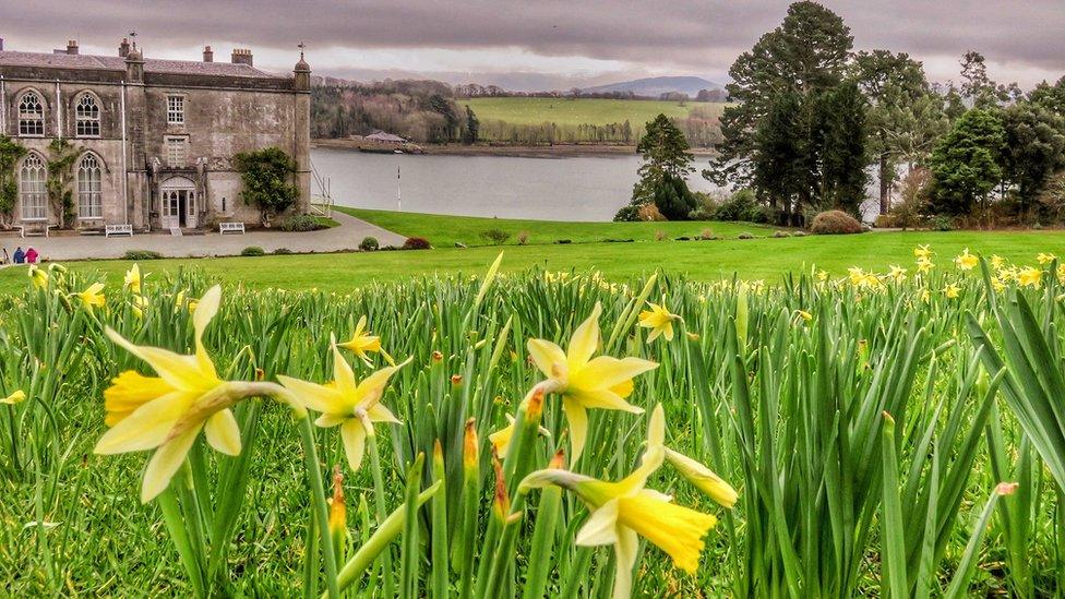 Daffodils overlooking the National Trust’s Plas Newydd in Anglesey