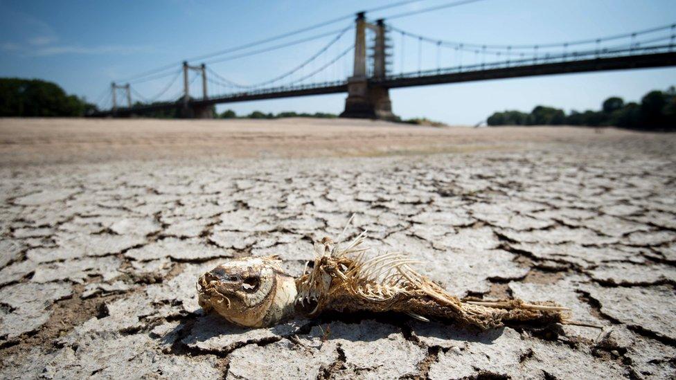 The skeleton of a fish lies on a dry part of the bed of the River Loire at Montjean-sur-Loire, western France, 24 July 2019