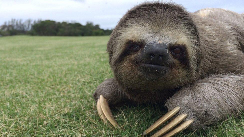 Sloth in Rio, Brazil