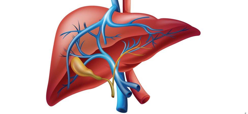 Bile duct