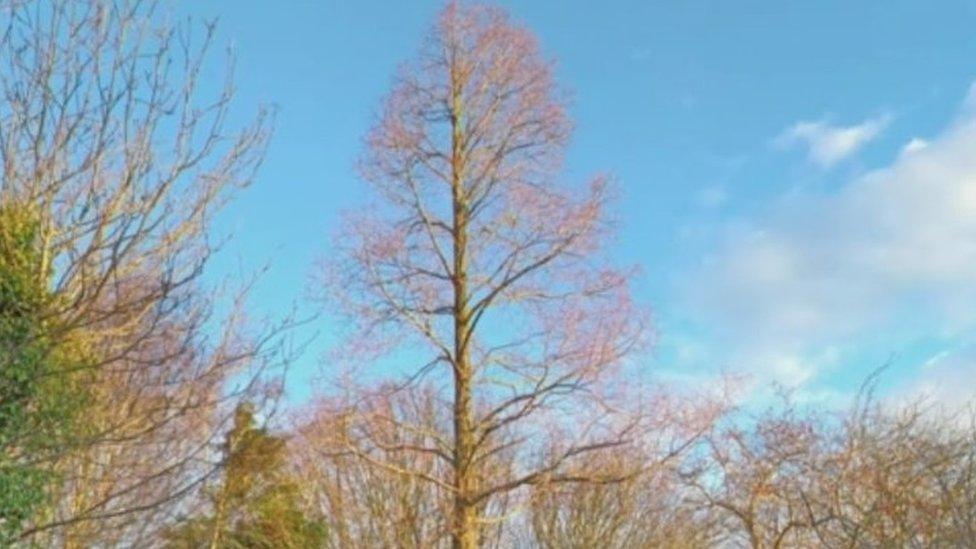 Dawn redwood in Sheffield