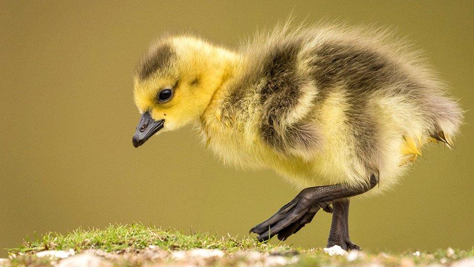 Canada Goose