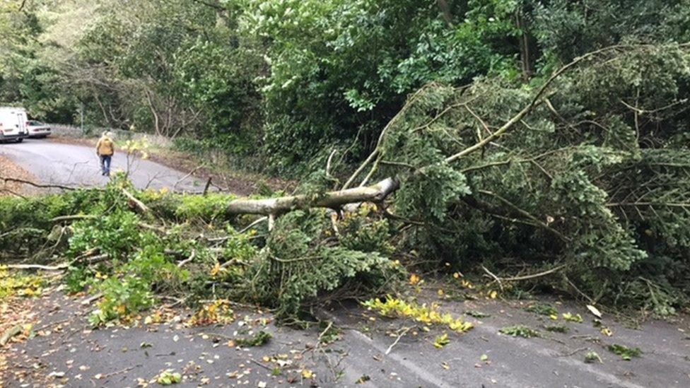 Fallen tree, Isle of Man