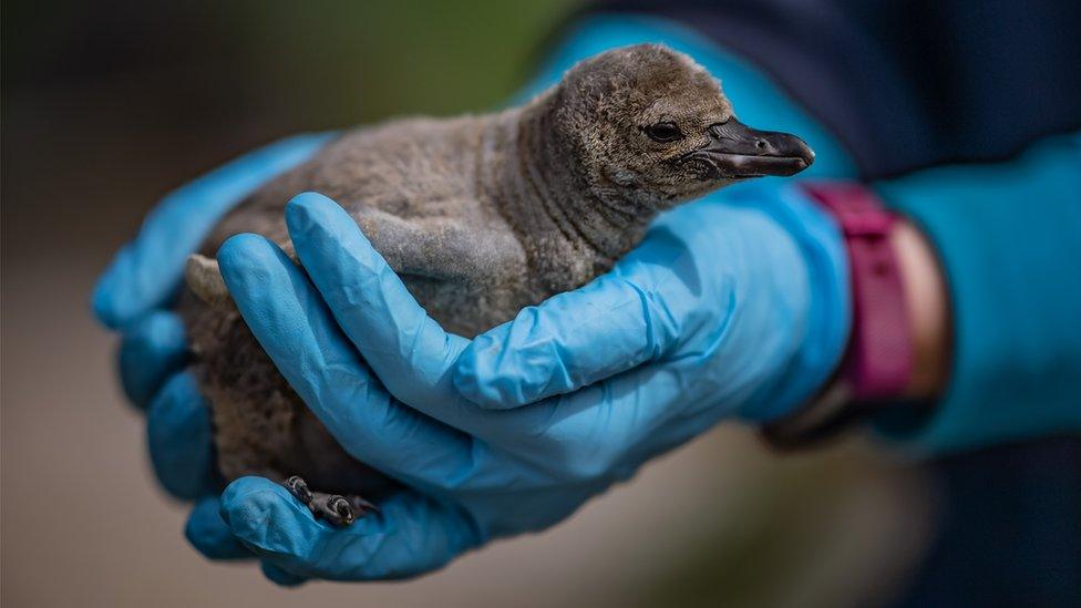 Humboldt-penguin.